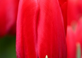 Tulipa Red Label ® (4)